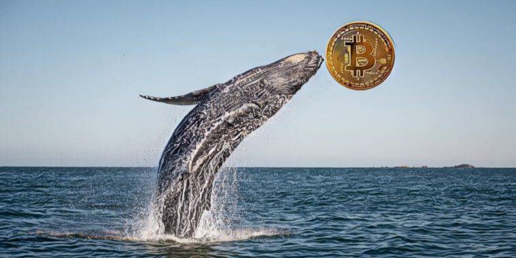 34846322_2178269935523644_3639780523305336832_n | 動區動趨-最具影響力的區塊鏈新聞媒體 【市場動向】準備大拋售?神秘的「亞洲巨鯨」釋出8000枚比特幣至火幣交易所