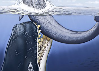 「加密貨幣大特價」期間，大鯨魚、機構投資者是否正在囤貨…