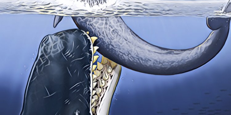 「加密貨幣大特價」期間，大鯨魚、機構投資者是否正在囤貨…