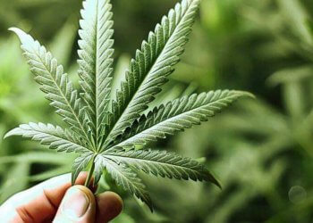 對「藥用大麻」進行產品追蹤！加拿大最大連鎖藥房「啟康藥房」投入區塊鏈懷抱