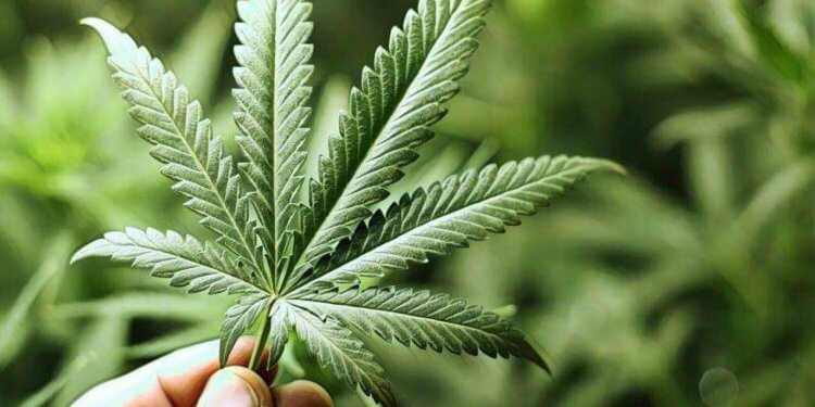 65636507_457628151721341_7349228199290601472_n | 動區動趨-最具影響力的區塊鏈新聞媒體 對「藥用大麻」進行產品追蹤!加拿大最大連鎖藥房「啟康藥房」投入區塊鏈懷抱