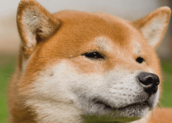 交易所幣安（Binance）宣布將上架狗狗幣，消息一出狗狗幣暴漲 41%