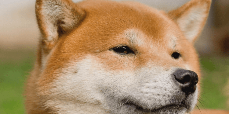 螢幕快照 2019-07-05 下午5.35.38 | 動區動趨-最具影響力的區塊鏈新聞媒體 交易所幣安(Binance)宣布將上架狗狗幣,消息一出狗狗幣暴漲 41%