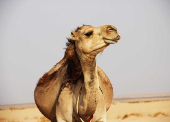 重磅！突尼西亞啟動「全球首個央行數位貨幣」電子第納爾 e-dinar，以真實紙幣為後備(CBDC)