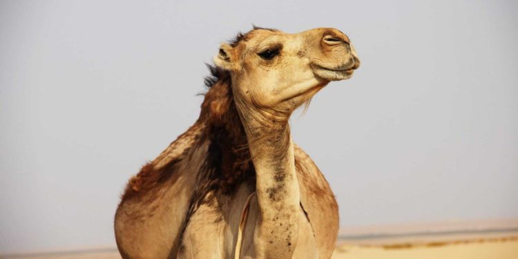 重磅!突尼西亞啟動「全球首個央行數位貨幣」電子第納爾 e-dinar,以真實紙幣為後備(CBDC) | 動區動趨-最具影響力的區塊鏈新聞媒體 重磅!突尼西亞啟動「全球首個央行數位貨幣」電子第納爾 e-dinar,以真實紙幣為後備(CBDC)