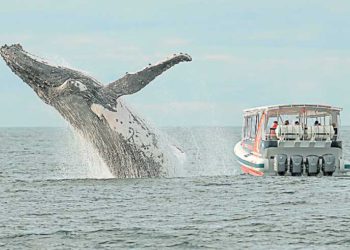 大鯨魚翻身！Bitfinex 週末突轉帳「330 億」比特幣，竟只花了不到 1 美元手續費