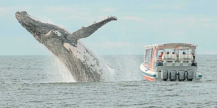 大鯨魚翻身！Bitfinex 週末突轉帳「330 億」比特幣，竟只花了不到 1 美元手續費