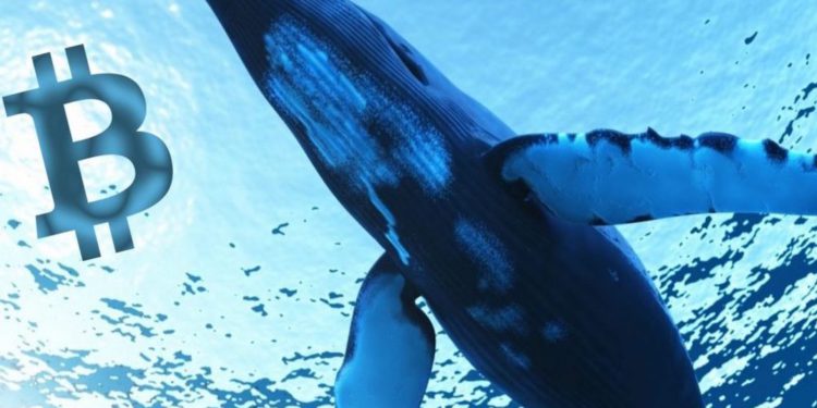 以為大鯨魚又要拋售！託管機構 Xapo 突轉移 7 億美元比特幣，手續費不到 0.26 美元