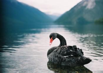 絲綢之路創辦人獄中研究：MakerDAO 該如何應對黑天鵝危機？