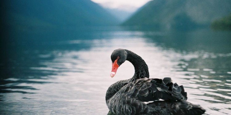 Majestic black swan swimming on Lake Rotoiti | 動區動趨-最具影響力的區塊鏈新聞媒體 絲綢之路創辦人獄中研究:MakerDAO 該如何應對黑天鵝危機?