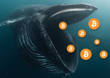 比特幣巨鯨吸籌