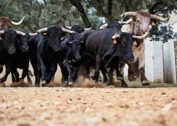 押注比特幣漲到50,000美元！有群投資人買入15萬美元在此「2021年BTC選擇權」