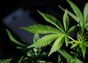 韓國中央首度批准建設「工業大麻自由貿易區」，將透過區塊鏈平台監控生產