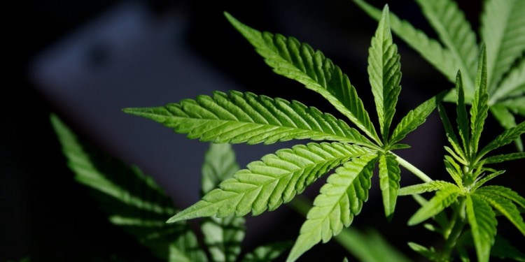 韓國中央首度批准建設「工業大麻自由貿易區」，將透過區塊鏈平台監控生產