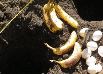 美國特勤局破獲加密龐氏騙局「香蕉基金」，檢調已扣押其  650 萬美元 BTC  USDT