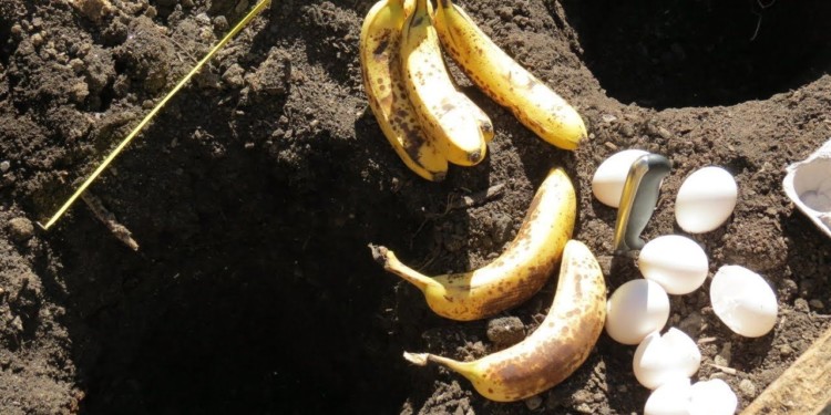 美國特勤局破獲加密龐氏騙局「香蕉基金」，檢調已扣押其  650 萬美元 BTC  USDT