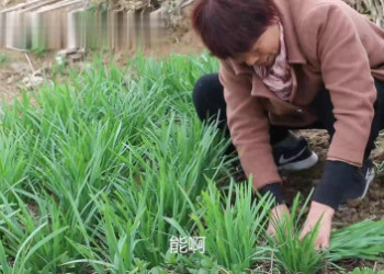 8月 DeFi 市場回憶錄｜「古典韭菜」改行做流動性挖礦「農民」