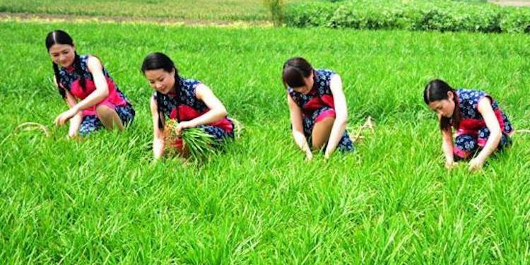 CoinGecko調查報告：DeFi「農民」平均 ROI 高達 500%，但大多不懂智能合約