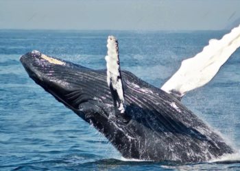 規模空前巨大！Xapo錢包突發送「11億美元」比特幣交易，手續費僅不到4美元