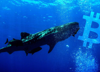 比特幣巨鯨蠢蠢欲動！過去24小時，有2.5億美元BTC遭轉移