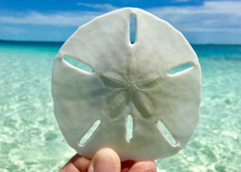 零售CBDC首發｜巴哈馬正式發行央行數位貨幣「沙錢」，標榜離網也能交易