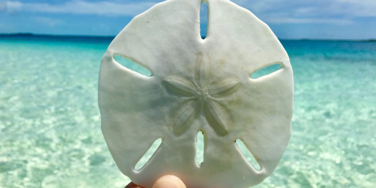 | 動區動趨-最具影響力的區塊鏈新聞媒體 零售CBDC首發|巴哈馬正式發行央行數位貨幣「沙錢」,標榜離網也能交易