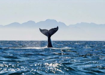 鯨魚大翻身！第四大比特幣地址轉出「近10億美元BTC」，駭客花兩年都無法攻破