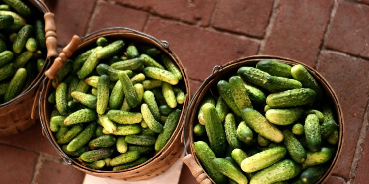 「酸黃瓜罐子」被偷了！ Pickle才剛上線DAI PickleJar，不到一天被駭近 2 千萬美元