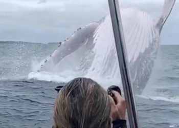 Source: CGTN Incredible huge whale(https://www.youtube.com/watch?v=T9ylSsHtYrk)