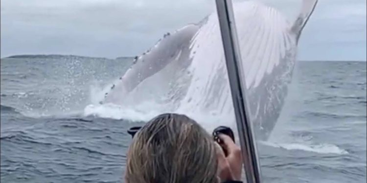 Source: CGTN Incredible huge whale(https://www.youtube.com/watch?v=T9ylSsHtYrk)