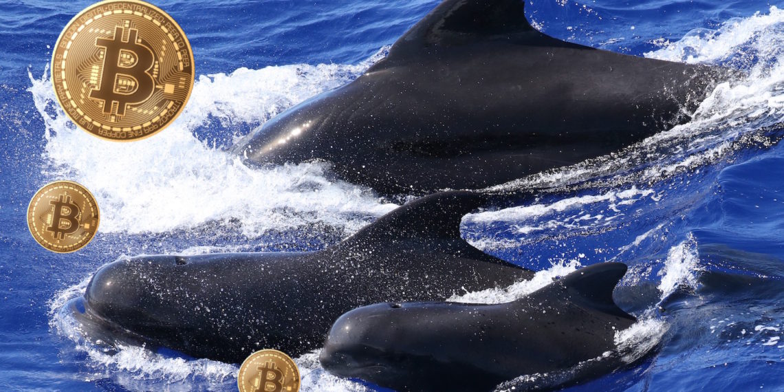 o83tuuu | 動區動趨-最具影響力的區塊鏈新聞媒體 比特幣站上16,000,但17年泡沫陰影猶存?分析師:機構FOMO效應會讓下輪牛市更穩定