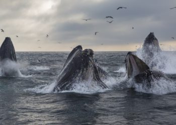 鏈上「觀鯨」：a16z 、Alameda、Vitalik 等大戶都買了哪些幣？