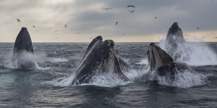 鏈上「觀鯨」：a16z 、Alameda、Vitalik 等大戶都買了哪些幣？