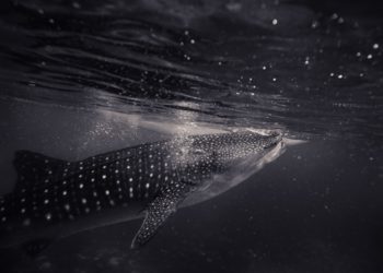 灰度｜Grayscale 暫停買幣、進入「管理靜止期」！分析師：恐增價格修正風險