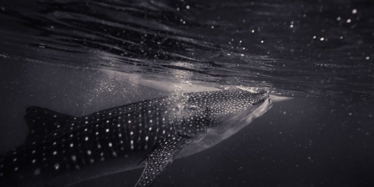 a9hs8d9ay98 | 動區動趨-最具影響力的區塊鏈新聞媒體 灰度|Grayscale 暫停買幣、進入「管理靜止期」!分析師:恐增價格修正風險