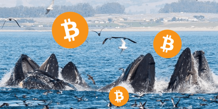 institutional investors continuing buying btc (1) | 動區動趨-最具影響力的區塊鏈新聞媒體 CryptoQuant 鏈上數據:機構資金持續流入!巨鯨幾乎都透過 OTC 買比特幣