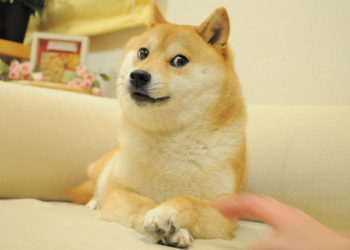 Story about dogecoin