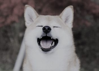 「真正的shibe，RIP」狗狗幣核心開發者 Sporklin 患癌離世，耗費七年時間綻放DOGE