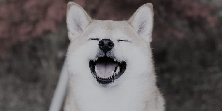 0d290hvv | 動區動趨-最具影響力的區塊鏈新聞媒體 「真正的shibe,RIP」狗狗幣核心開發者 Sporklin 患癌離世,耗費七年時間綻放DOGE