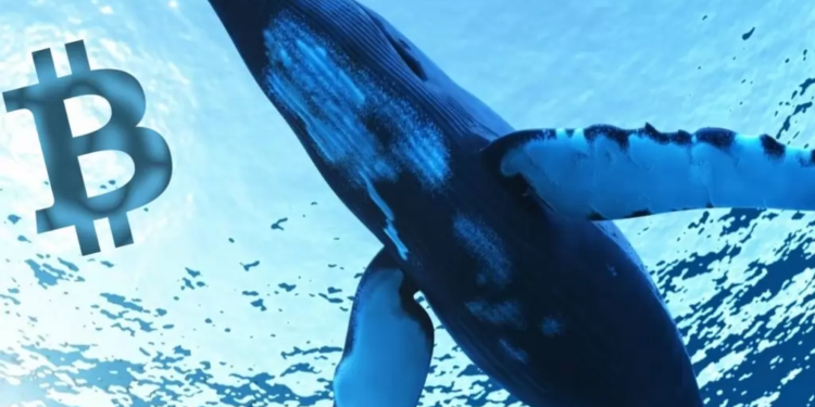 抄底抄起來！Chainalysis市場報告：519當週虧 32 億鎂，但鯨魚共加碼 77,000 BTC