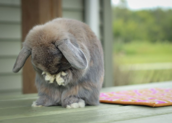 BSC 項目 PancakeBunny 遭閃電貸攻擊！估遭駭 2 億美元，BUNNY 暴跌 99%