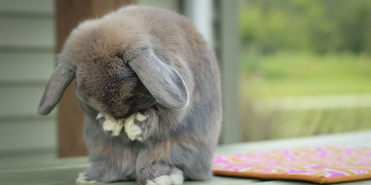 Source: ohiohollandlops.com, Pinterest | 動區動趨-最具影響力的區塊鏈新聞媒體 BSC 項目 PancakeBunny 遭閃電貸攻擊!估遭駭 2 億美元,BUNNY 暴跌 99%