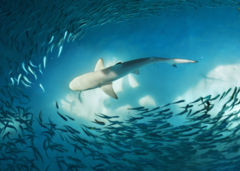 有大鯨魚在 5.8 萬鎂拋售，現逢低買 2.14 億美元 BTC，Chainalysis :  519是散戶恐慌拋售