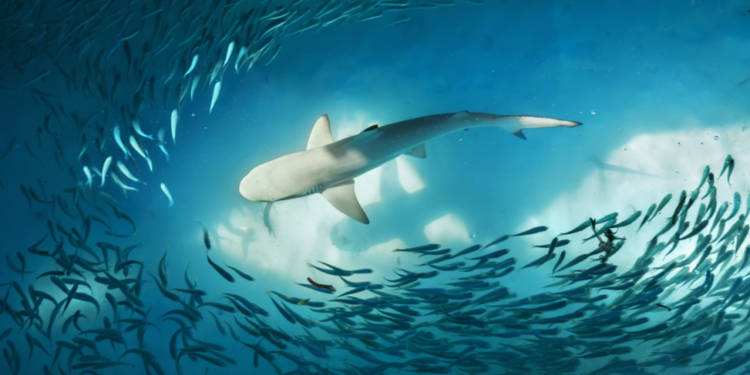 有大鯨魚在 5.8 萬鎂拋售，現逢低買 2.14 億美元 BTC，Chainalysis :  519是散戶恐慌拋售