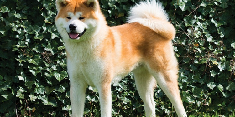 okex lists akita kishu spot market wolf of all streets doge investment | 動區動趨-最具影響力的區塊鏈新聞媒體 狗狗宇宙|OKEx上架AKITA、KISHU;資深交易員: DOGE 是幣市的好進場點但給出忠告