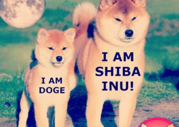 狂犬 SHIB｜有人去年買 2,000 億枚柴犬幣，入手價 17 美元今價值 338 萬鎂