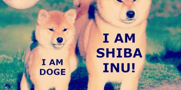 狂犬 SHIB｜有人去年買 2,000 億枚柴犬幣，入手價 17 美元今價值 338 萬鎂