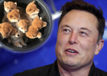 馬斯克推文欽點：我的柴犬要叫 Floki，新狗幣一度急漲 80%！