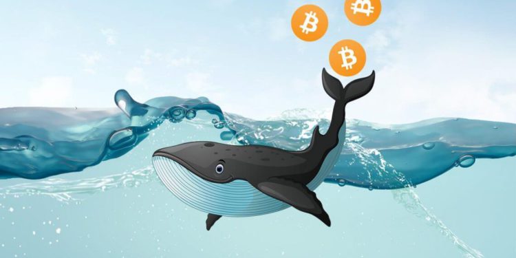 回暖訊號？比特幣鯨魚兩週倒貨 6 萬 BTC 現反轉、交易所持有量破 6 個月新低