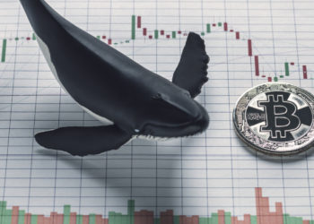 市場復甦曙光？比特幣巨鯨「單日增持 6 萬枚 BTC」 刷出今年新高紀錄！